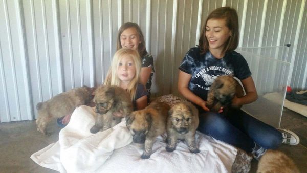 puppy play time with the grand girls!!