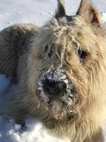 Ludo with snow beard
