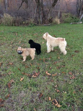 Sophie with Ludo and Rosie as pups
