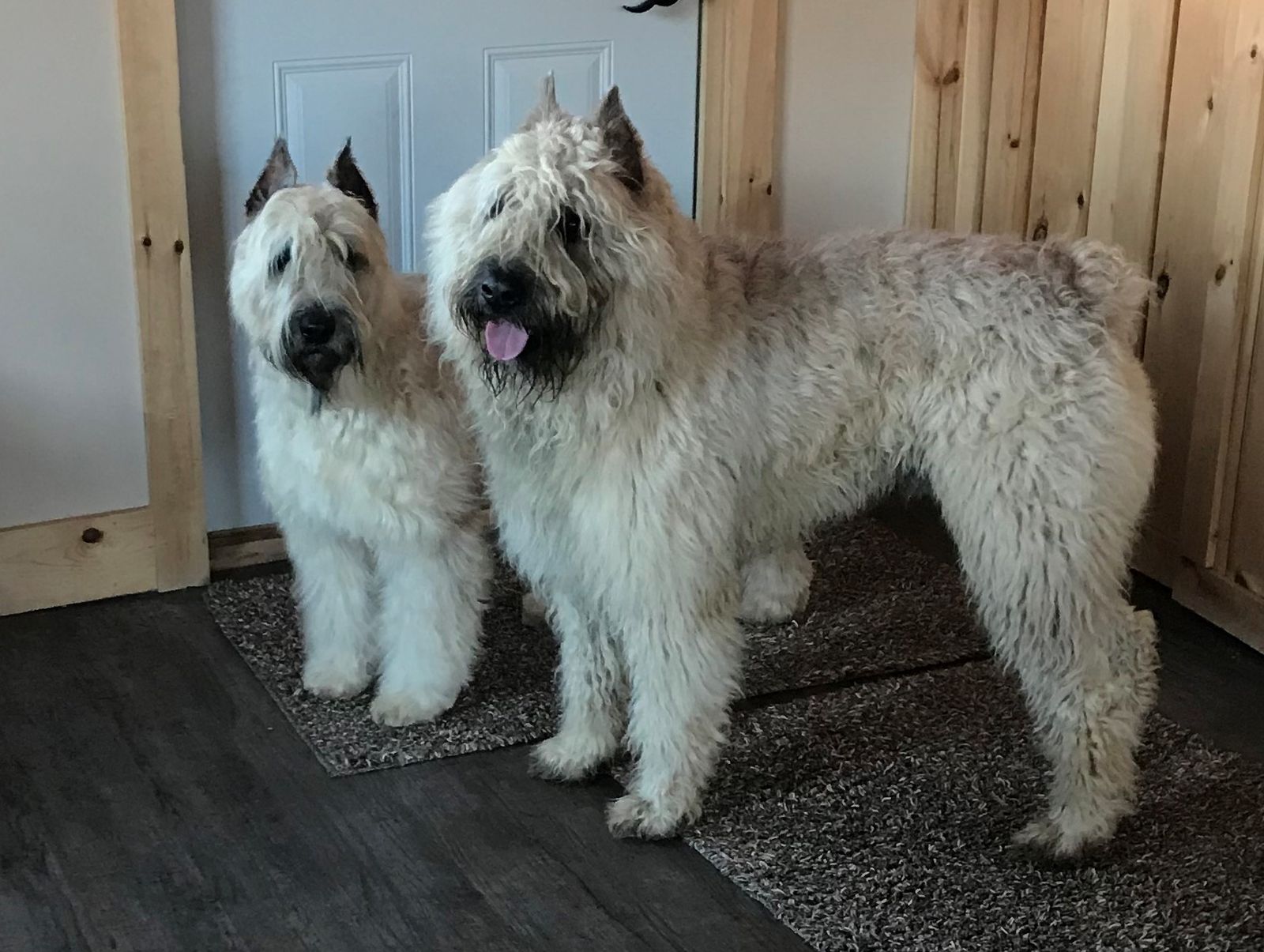 White aura kennel bouvier best sale des flandres