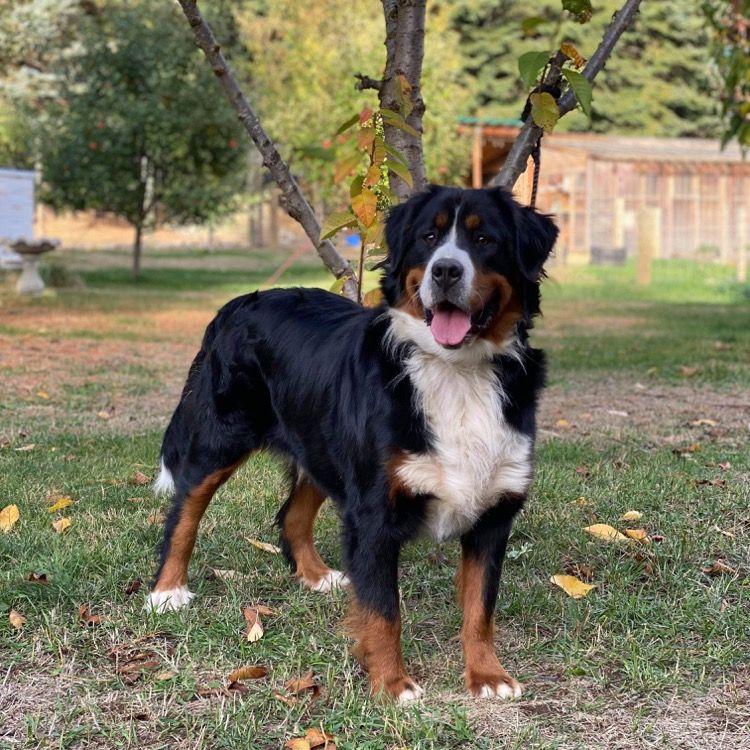 Pregnant bernese hot sale mountain dog