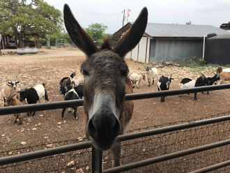 Goats & Donkeys