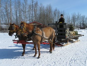 A nice winter day with Jammer & Trigger in the sleigh.
