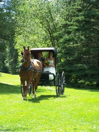 Jammer pulling the carriage on our wedding day.
