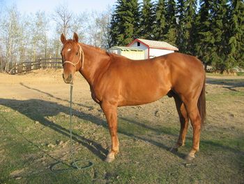 Honor Time Bomb (aka: Bomber) Sonita's Royal King x Honor Time Miss Amatuer Circuit money earner Very versatile horse
