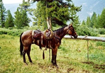 Berts Dusty Star (aka: Herc) Mr Cattleman's Breeze x Just a Dusty Lass Very strong horse SOLD
