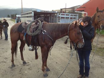 After a hard day's work pulling yearlings off the mountain
