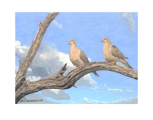 "Mourning Dove"