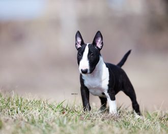 Miniature bull terrier kennels sale