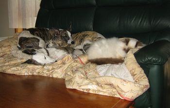 Whippets and Rio the Birman
