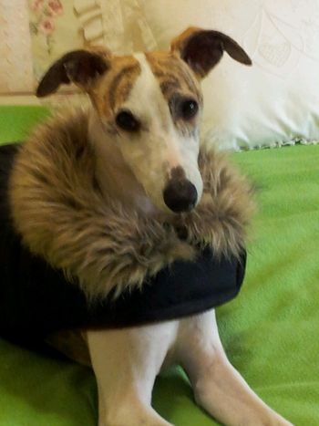 Angus rocking the Macklemore faux fur coat. Owned by Ruth.

