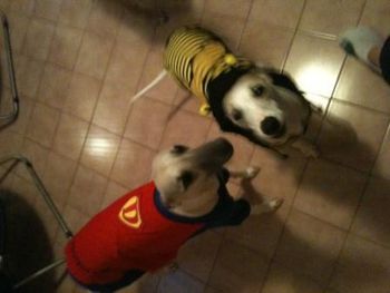 George in his Bumblebee outfit lol. Owned by Mechelle from NSW.
