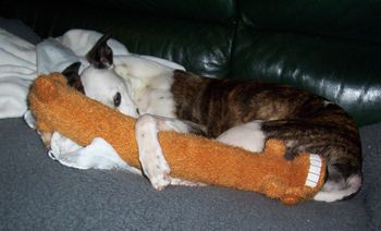 Sonnet's Favourite Toy
