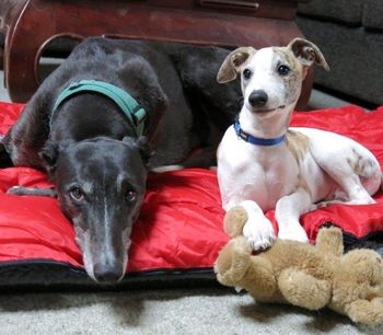 Whippets & Greyhounds. Best buddies. Jimmy, Owned by Sue and family.
