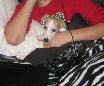 Kruger watching some Youtube videos.

