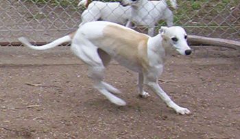 Zoomies
