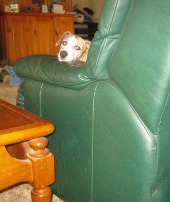 Human, go fetch me my toys and a snack!

