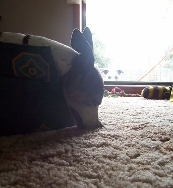 Peek A Boo and ZZZzzzZZZz at the same time
