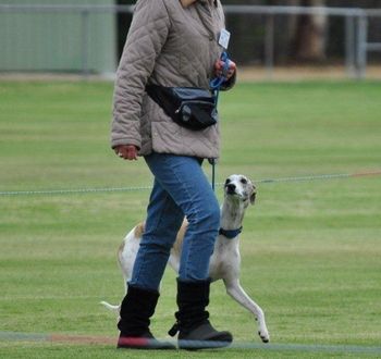 A focused Jimmy doing obedience. Owned by Sue and family.
