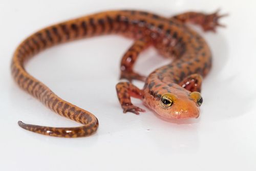 Image Credit: "Long tailed salamander" by Brian Gatwicke