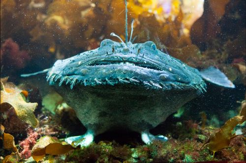 Image Credit: Anglerfish, "Lophius piscatorius", by Filippova Olga