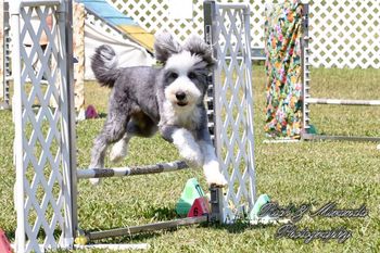 Maggie the Bearded Collie
