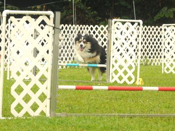 Border Collie Momo
