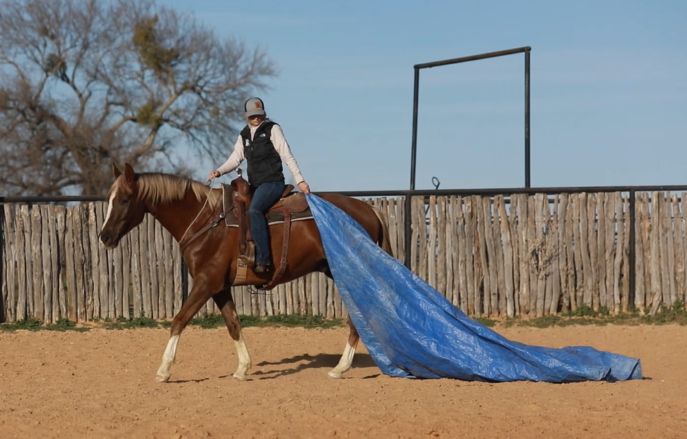 SOLD!!! ~ "Kobe" - 16.3H 2017' chestnut german warmblood gelding 