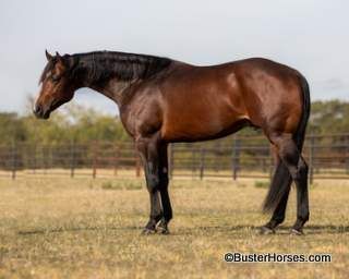 SOLD!!! ~ "Viggo" - 16.2H, 4 year old bay AQHA gelding
