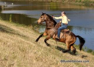SOLD!!! ~ "Henny" - 15H, 2011' buckskin grade gelding
