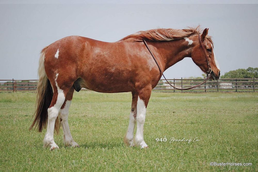 "Old-Man" - 14H, 16 year old sorrel and white paint gelding ~ WATCH HIS VIDEO!!!