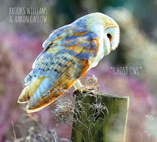 CD - Brooks Williams