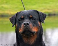 CH Finka Von Herrschend CD

RETIRED

