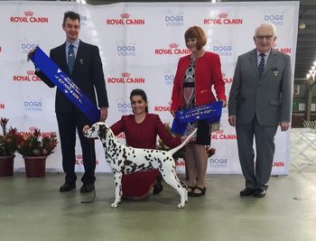 Puppy in Show win
