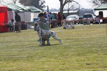 Effie getting Puppy in Group and then Puppy in Show at Albury International shows
