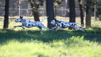 Keira & Hamish full flight
