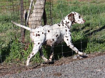 Izzy trotting in the paddock with 2 weeks until she is due to whelp.
