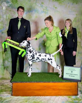 Baby Puppy in Show - Junior Kennel Club 2013
