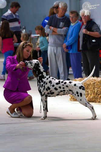 Anna in the Best in Show lineup October 2012
