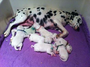 Phelica & her babies @ five days old
