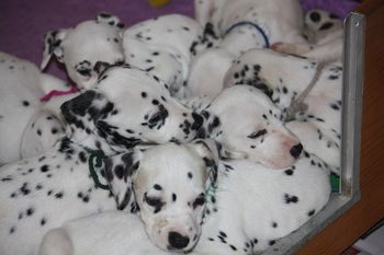 Keira pups - 5 weeks
