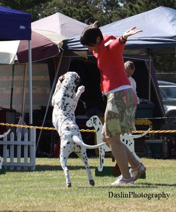 Annie 13 years, in the ring for special veterans
