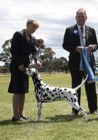 Bitch CC & Runner up Best in Specialty show 2011
