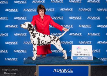 Keira Best of Breed Adelaide Royal 2013
