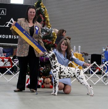 Best in Show DCOV open show from the Minor Puppy class.
