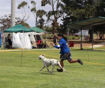 Boris at 8 years winning Veteran in Show at the DCOV Specialty
