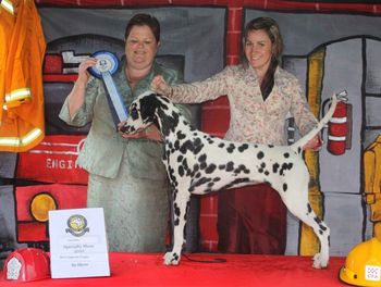 Opposite Puppy in show Sun DCOV Ch Show. Judge Ms Carla Walsh (NZ)
