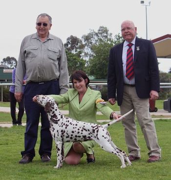 Best in Show - Dalmatian club of SA 2012
