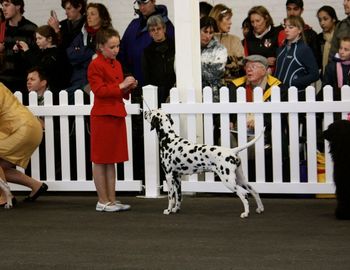 Anna & Emily won won the senior handlers final at Melbourne Royal!!
