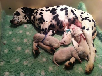 Tara & her babies 1 week old
